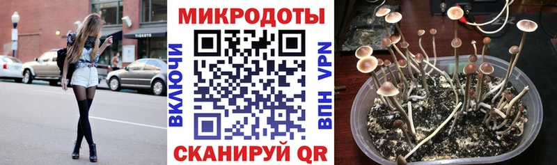 Псилоцибиновые грибы Cubensis  Горняк 